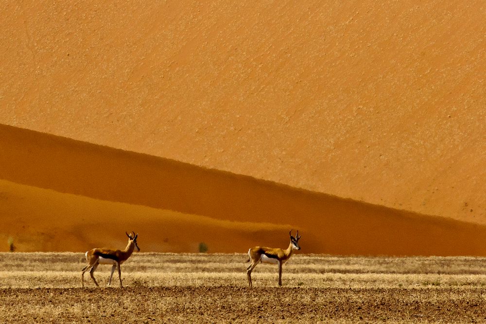 Springböcke in der Namib