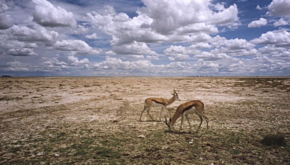 Springböcke in Etosha