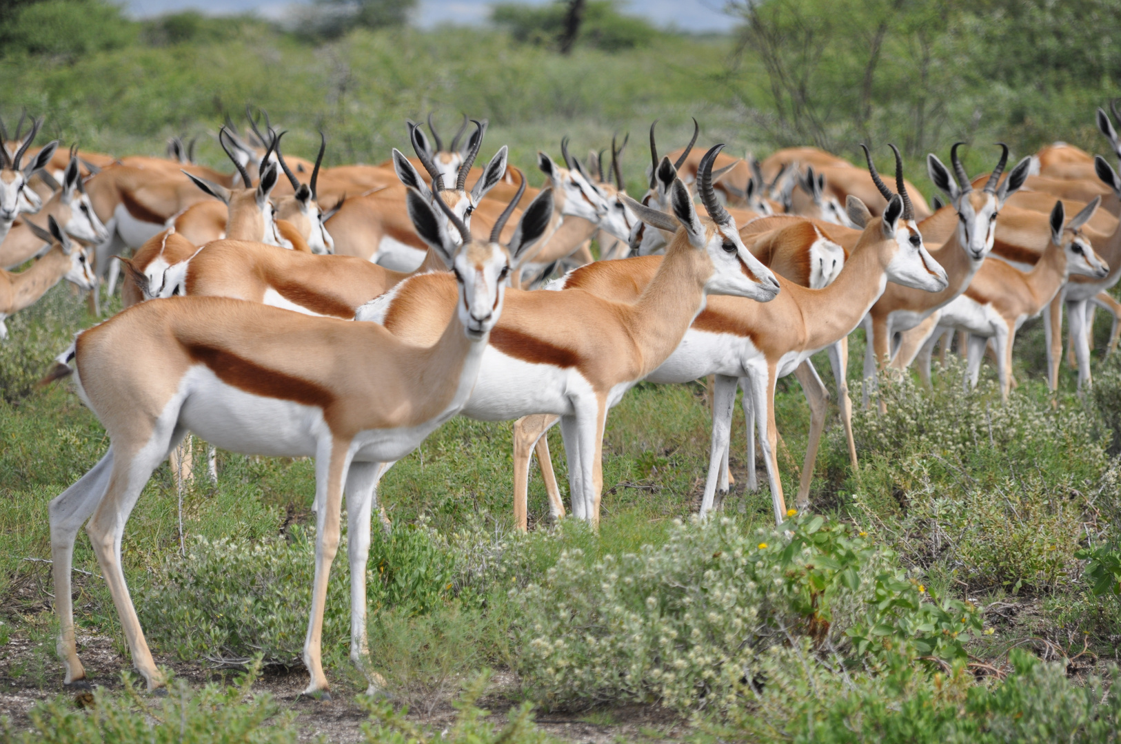 Springböcke in Namibia