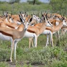 Springböcke in Namibia