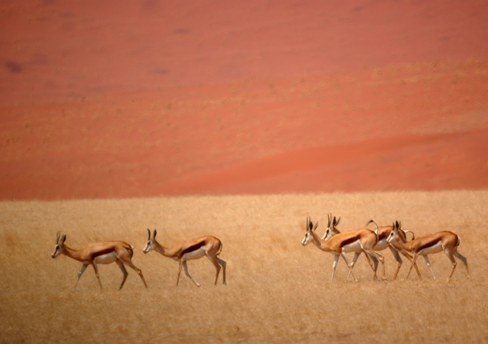 Springböcke, Namibia.