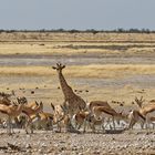 Springböcke und Giraffen