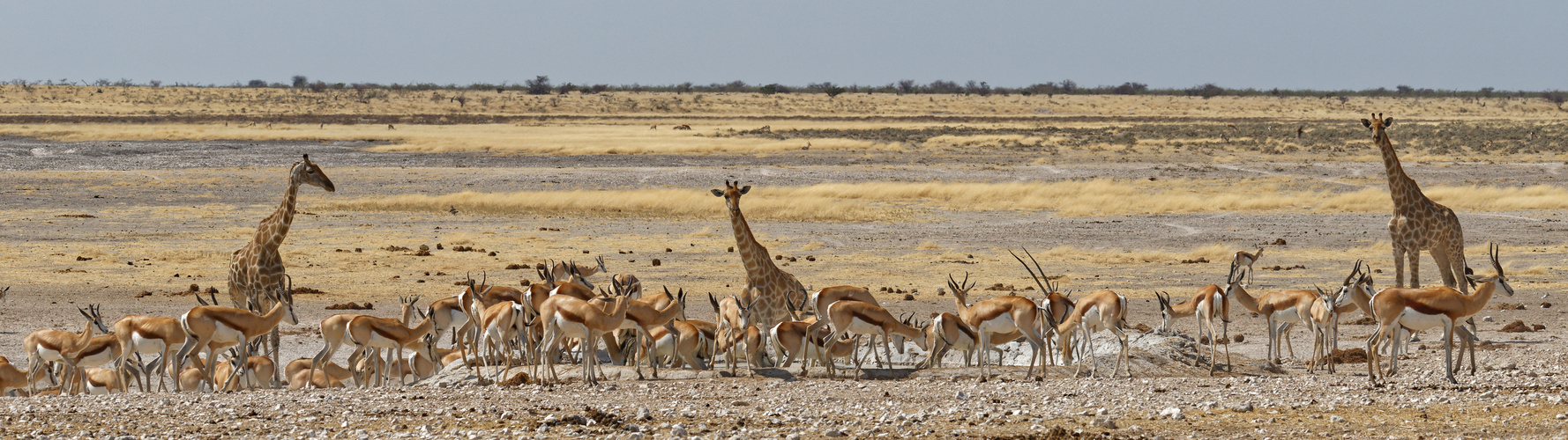 Springböcke und Giraffen