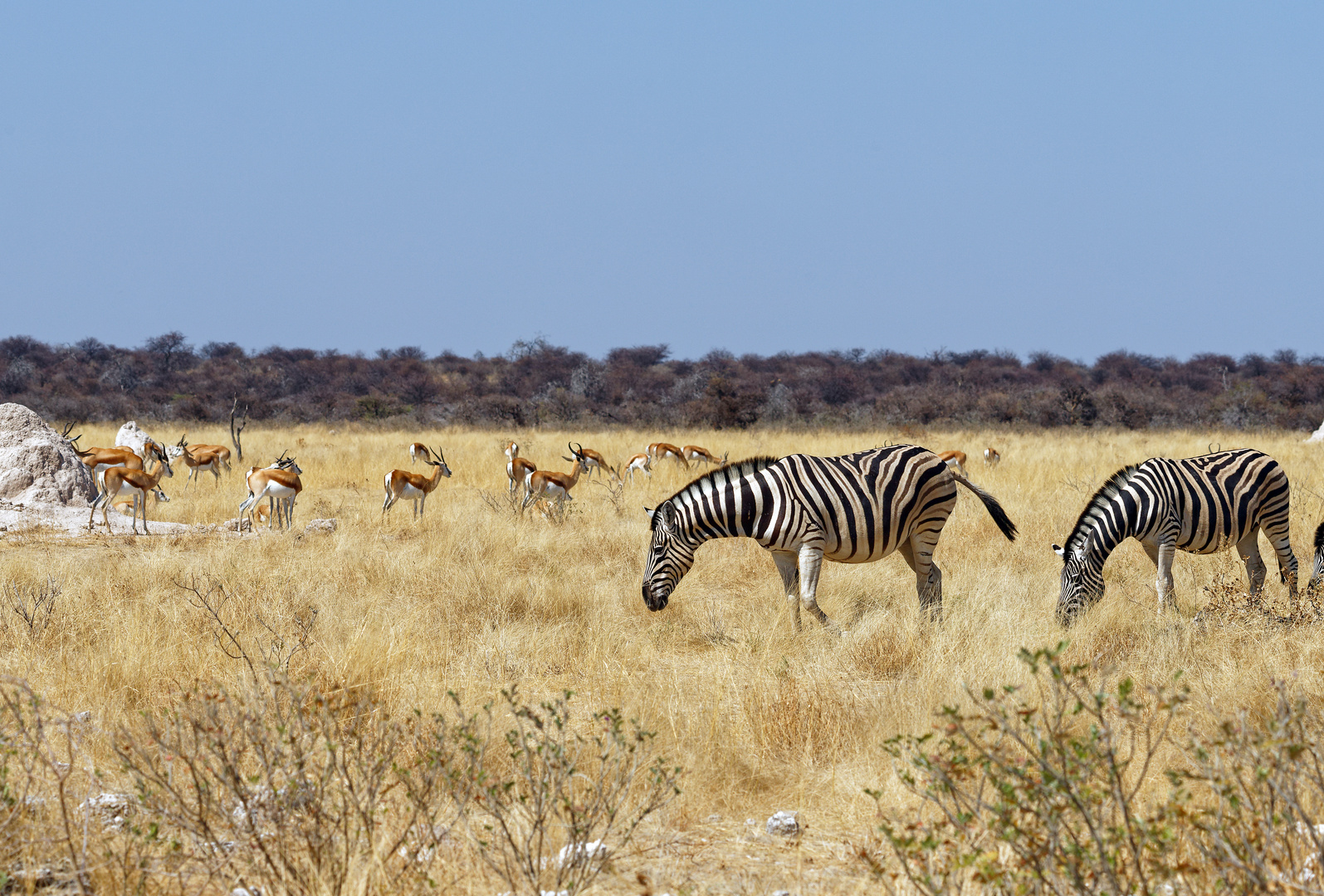 Springböcke und Zebras