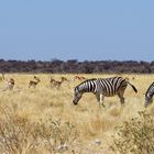 Springböcke und Zebras