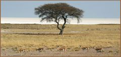 Springböcke vor der Etosha-Pfanne