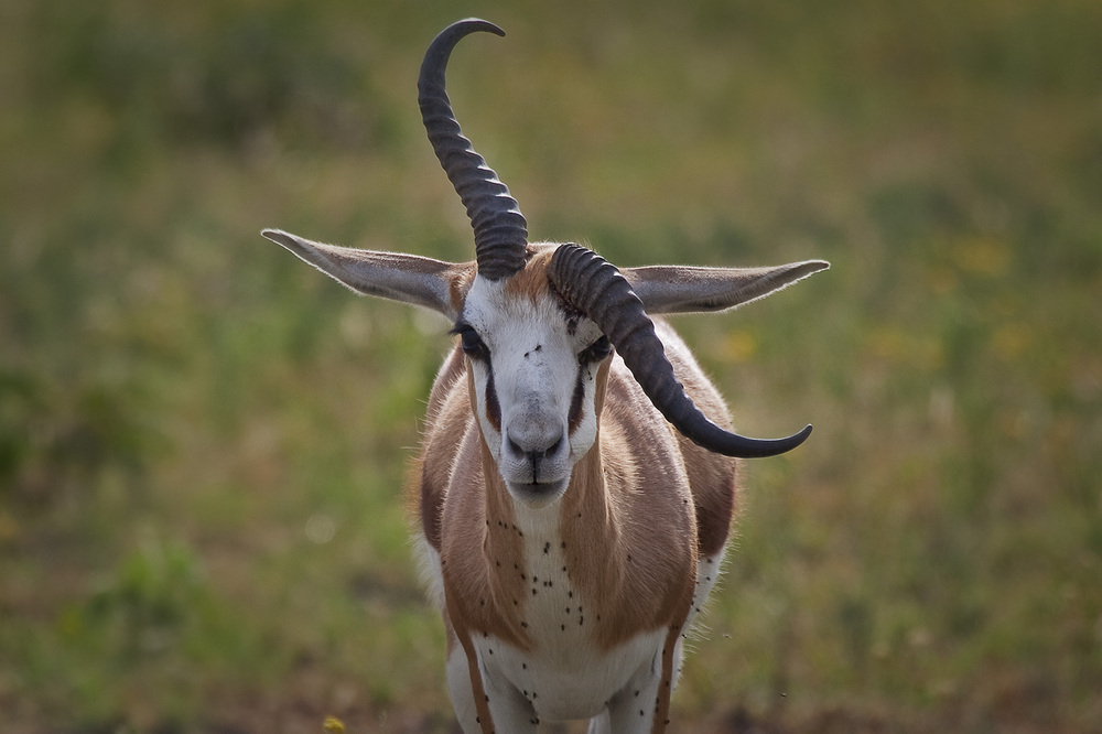 Springbok