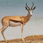 Springbok