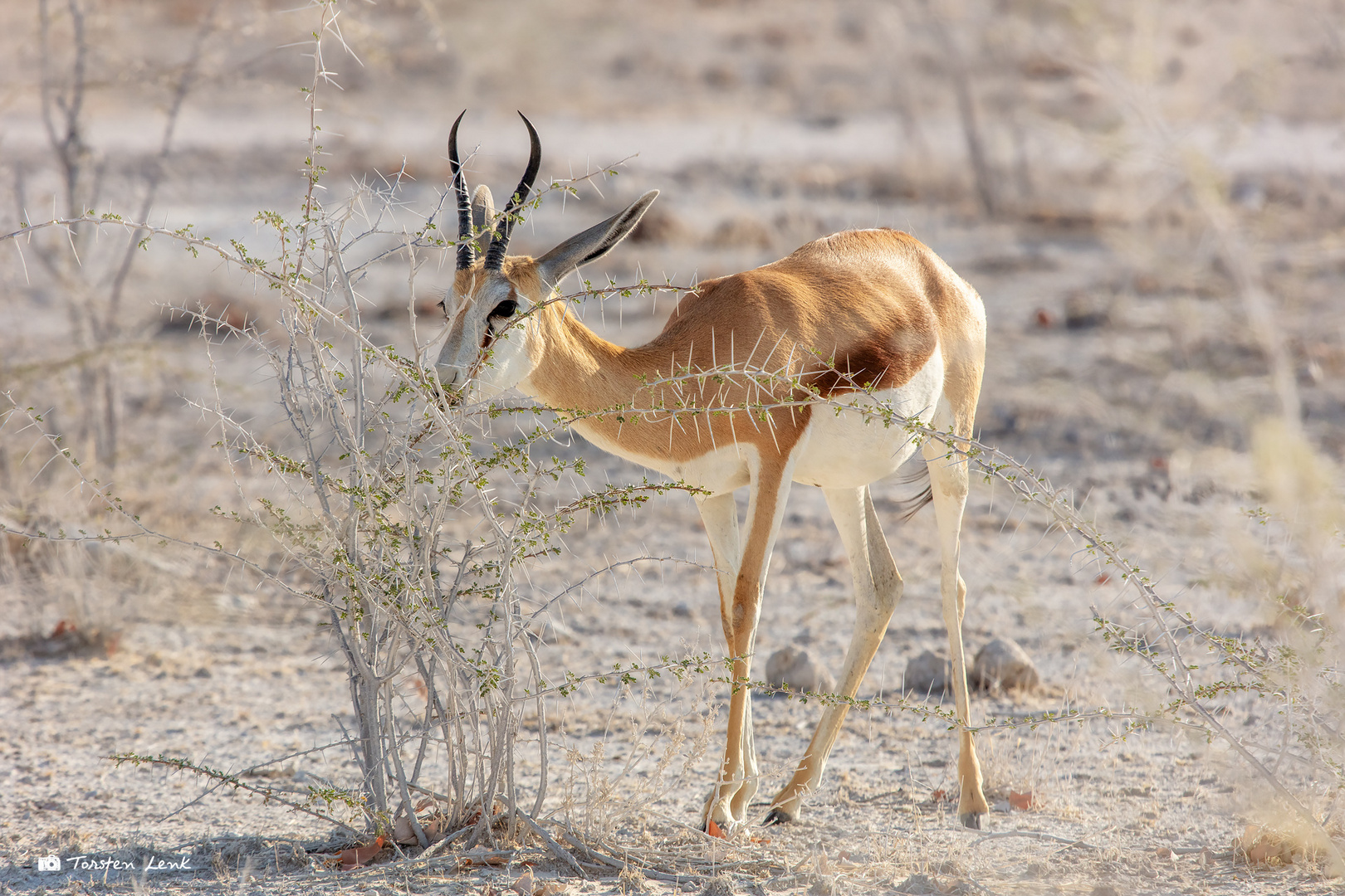 Springbok