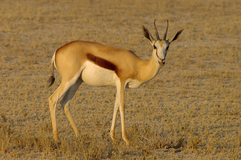 Springbok