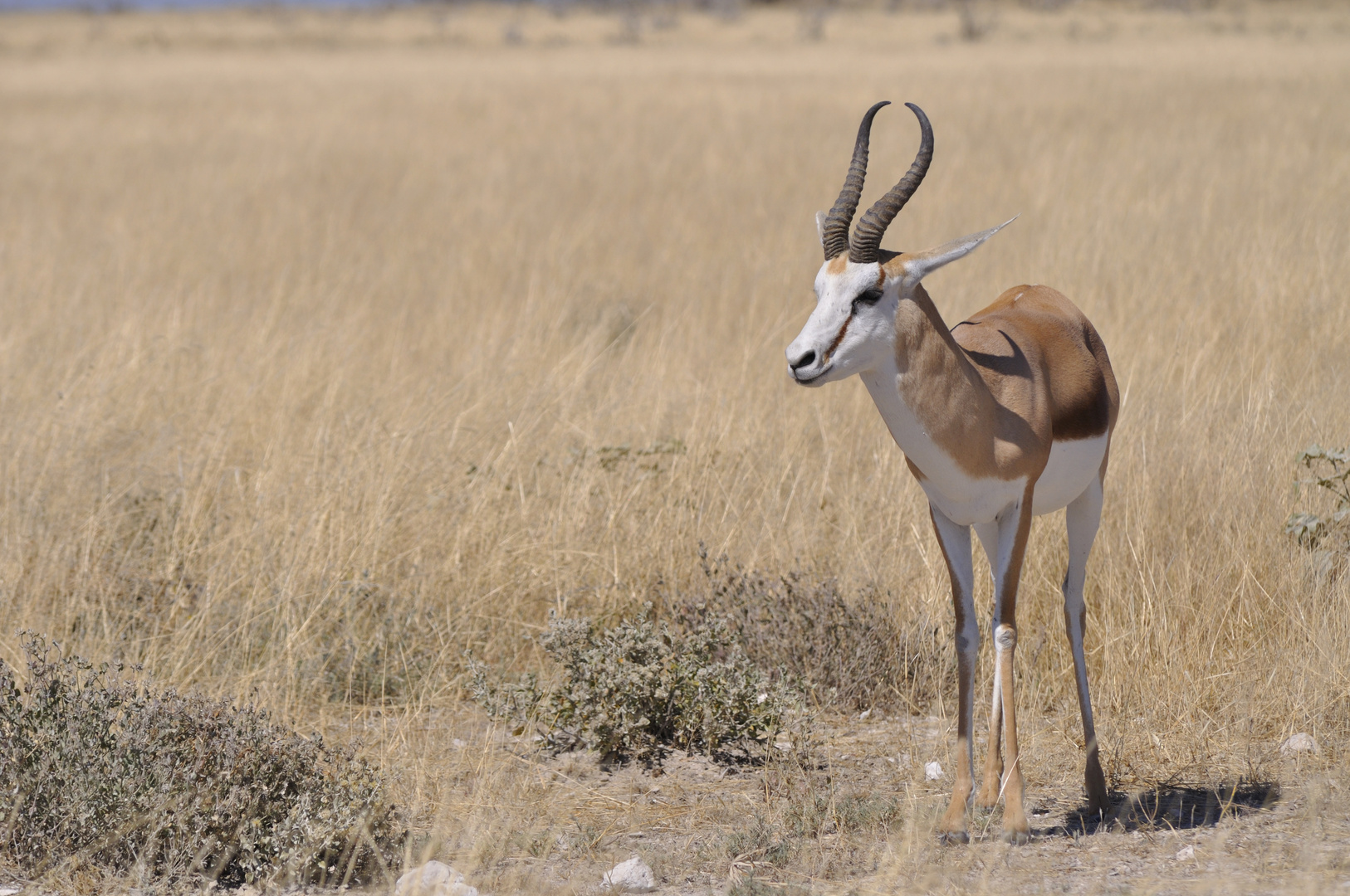 Springbok