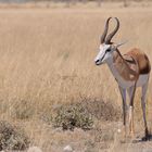 Springbok