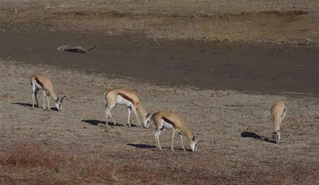 Springbok