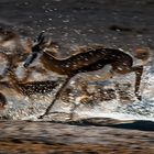 Springbok auf der Flucht