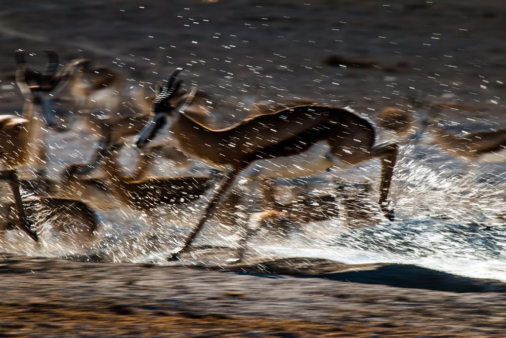 Springbok auf der Flucht