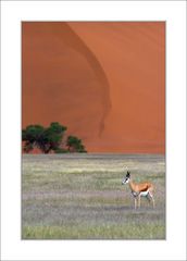 Springbok