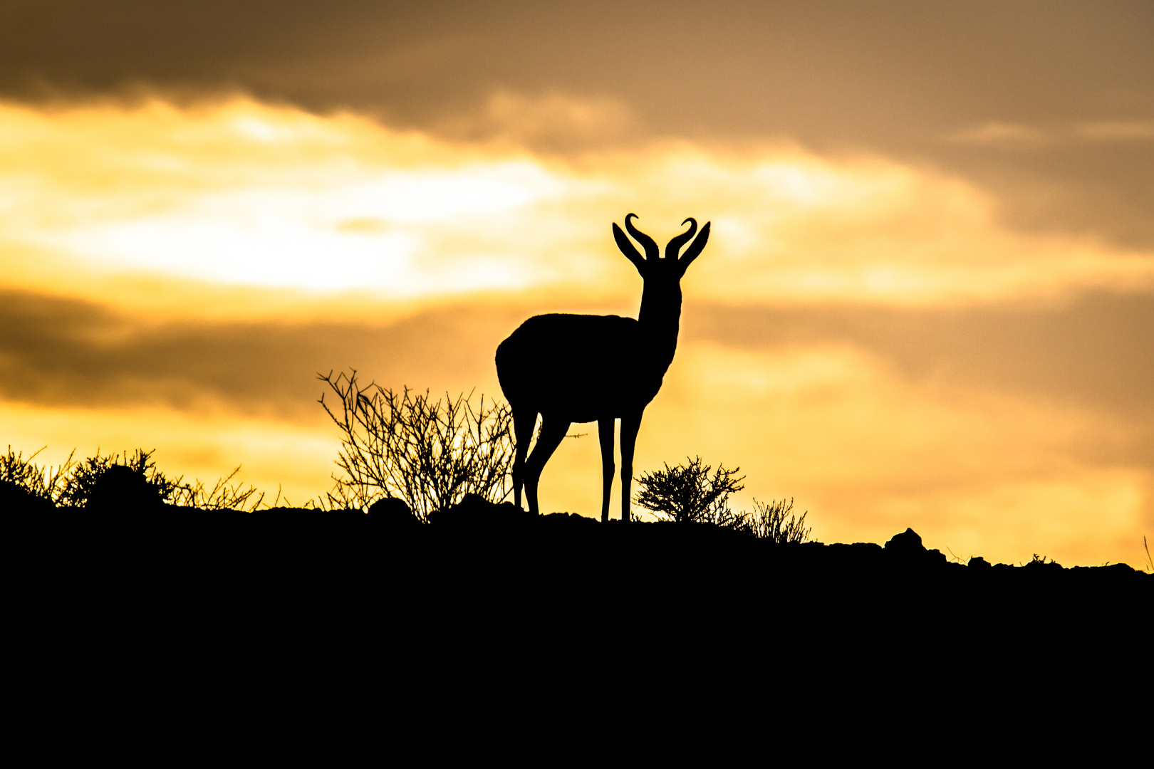 Springbok bei Sonnenaufgang