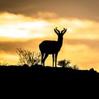 Springbok bei Sonnenaufgang