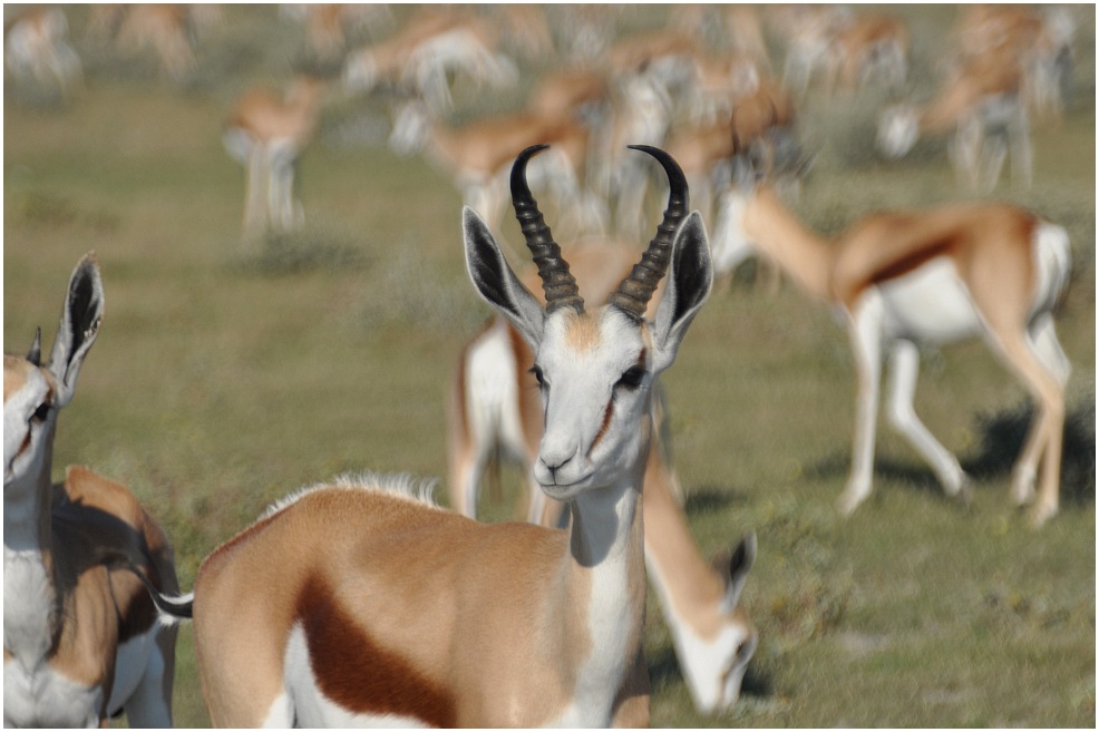 Springbok