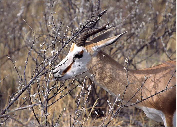 Springbok