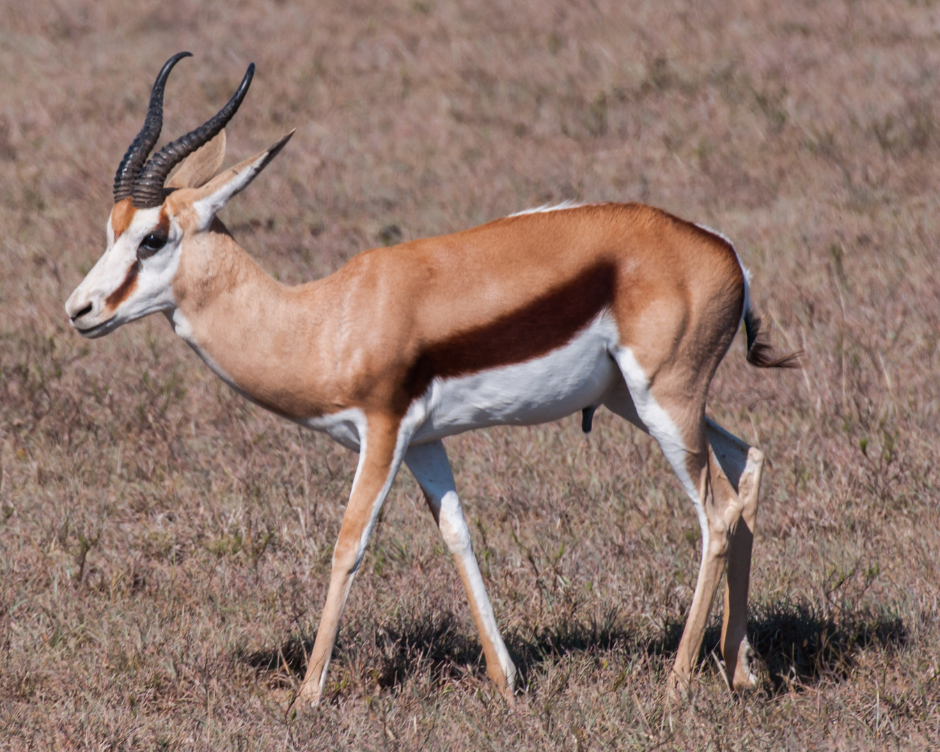 Springbok