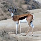 Springbok