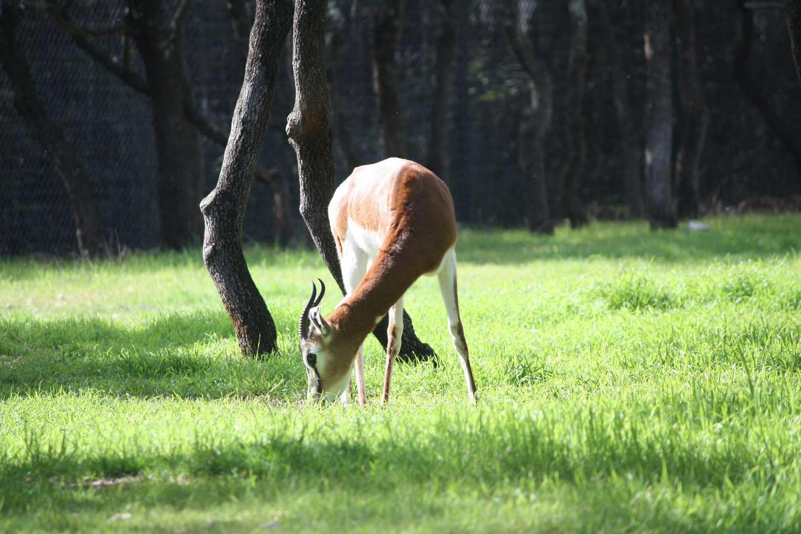 Springbok