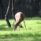 Springbok