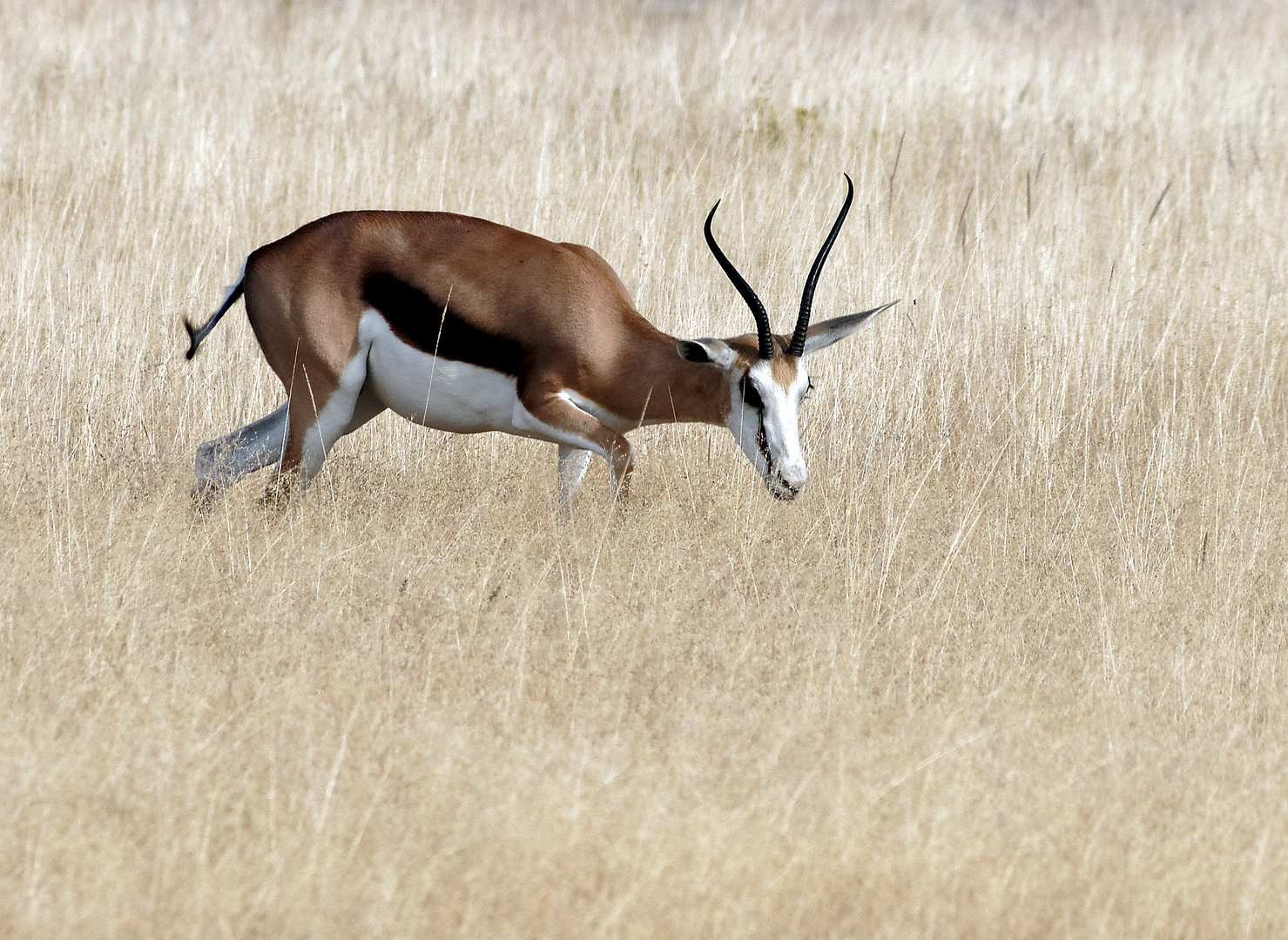 Springbok