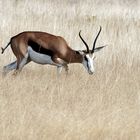 Springbok