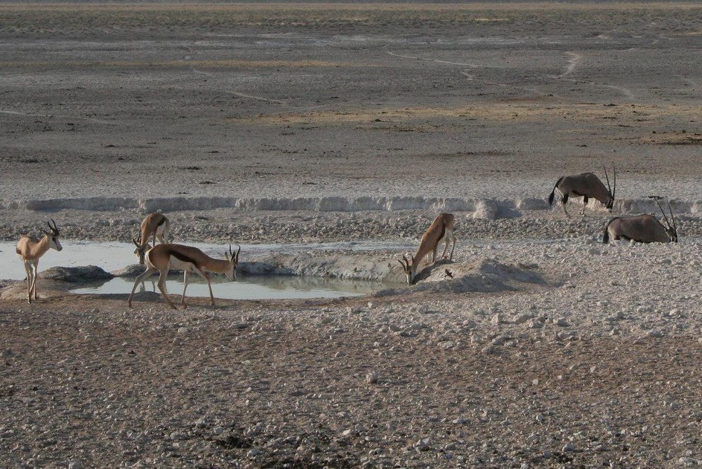 Springbok in ethosa