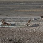 Springbok in ethosa