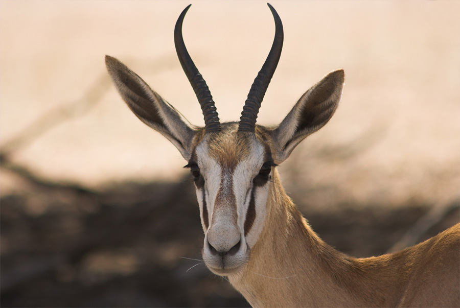 Springbok Portrait