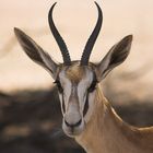 Springbok Portrait