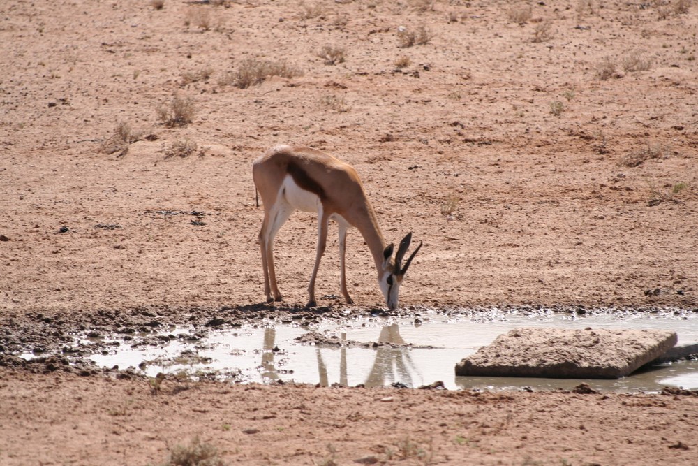 * springbok, watering *