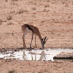 * springbok, watering *