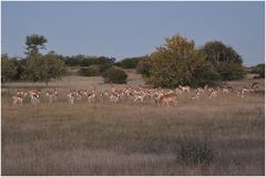 springbok@dawn