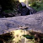 Springbrook National Park Australia