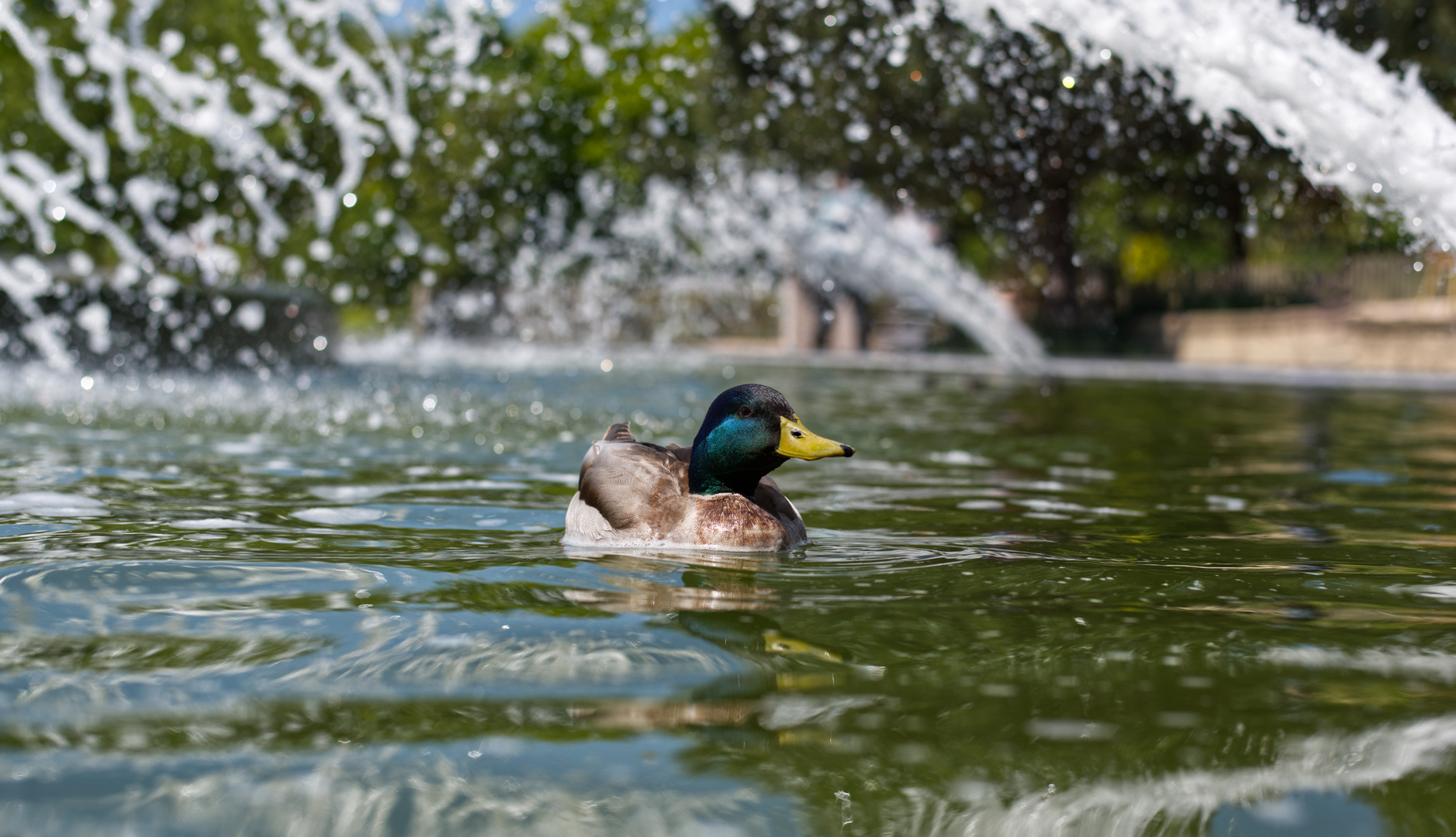 Springbrunnen