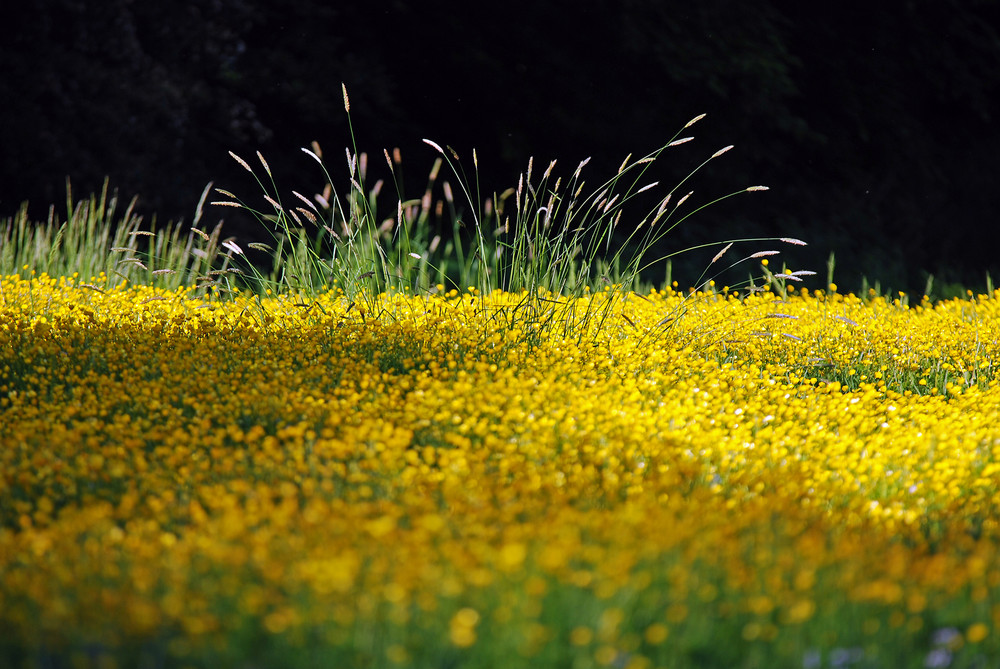 Springbrunnen auf Blumenwiese