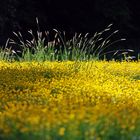 Springbrunnen auf Blumenwiese