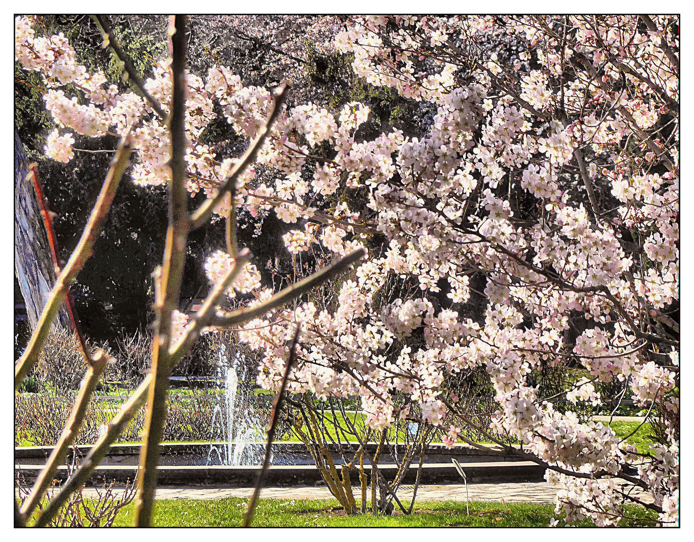 Springbrunnen hinter zart rosa Blüten