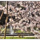 Springbrunnen hinter zart rosa Blüten