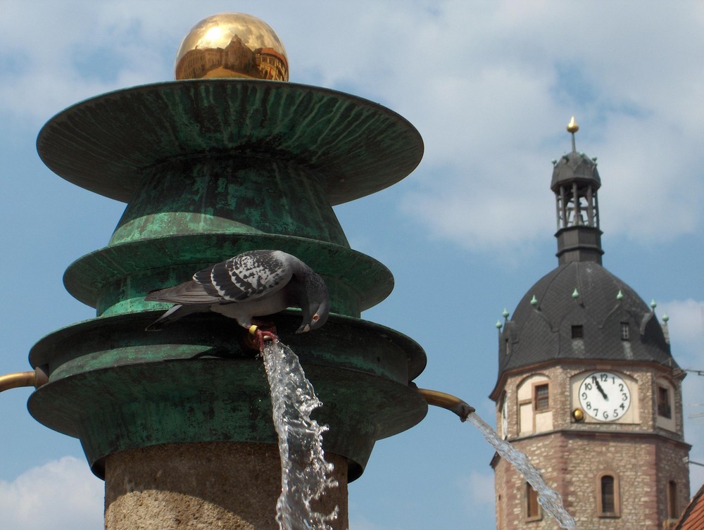 Springbrunnen mit Taube...