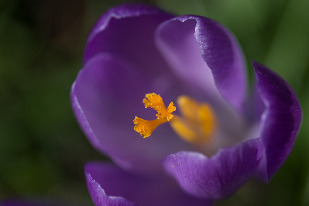 springcolours von foto-harald 