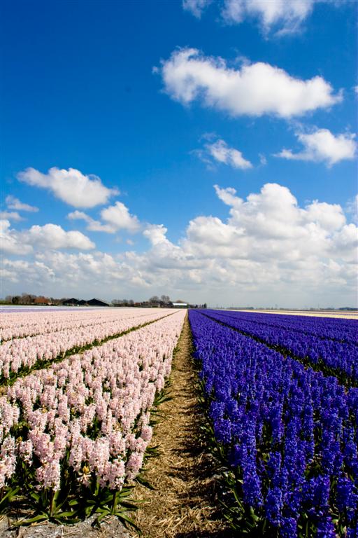 springday hyacinths field