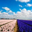 springday hyacinths field