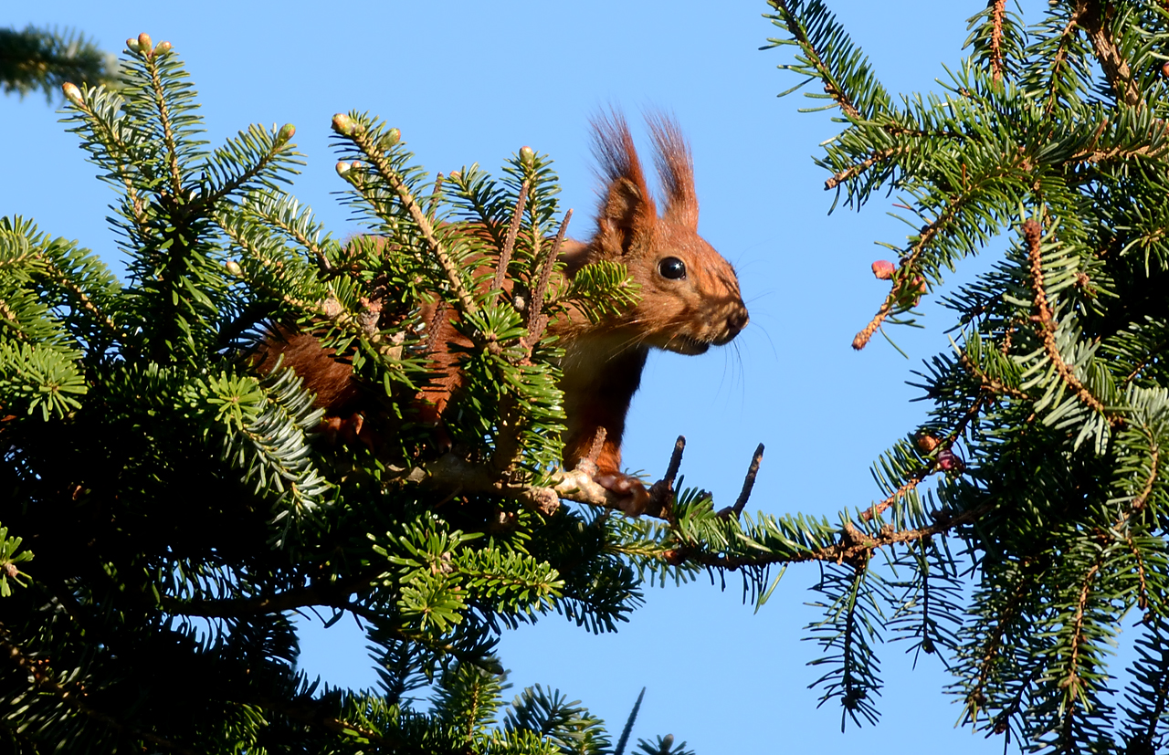 Springe ich, springe ich nicht...