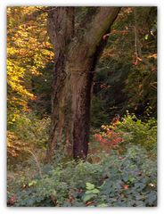 Springe Jagdschloss Saupark 2