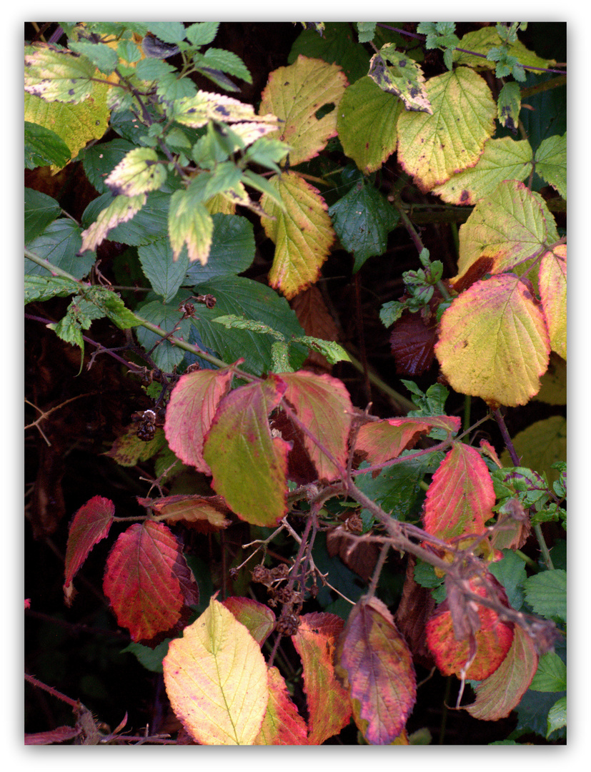 Springe Jagdschloss Saupark Herbstlaub